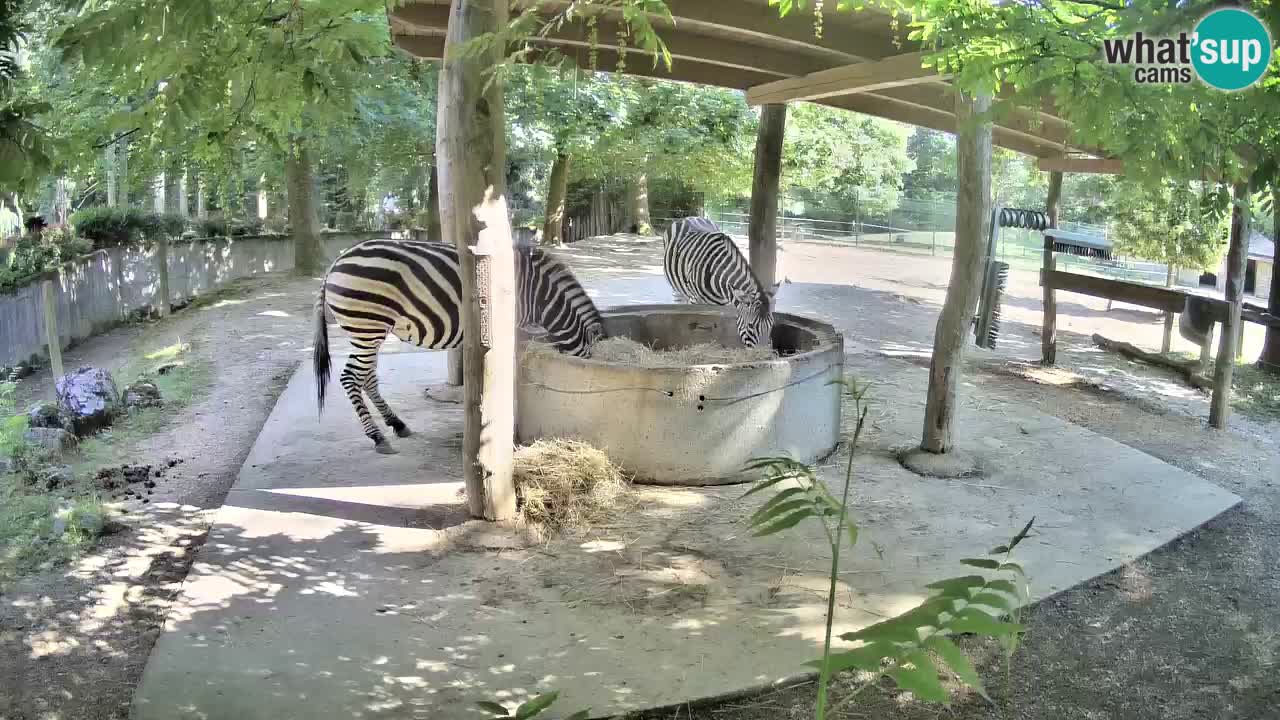 Live webcam Zebras in Ljubljana ZOO – Slovenia