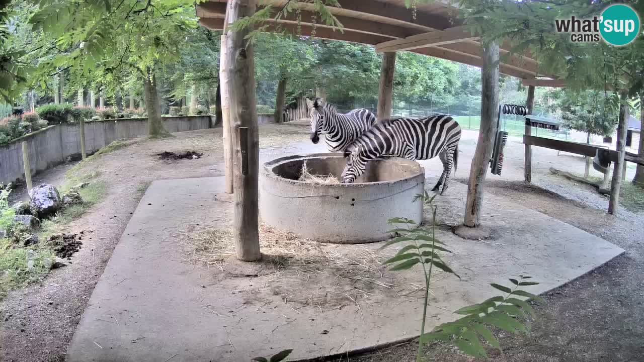 Live webcam Zebras in Ljubljana ZOO – Slovenia