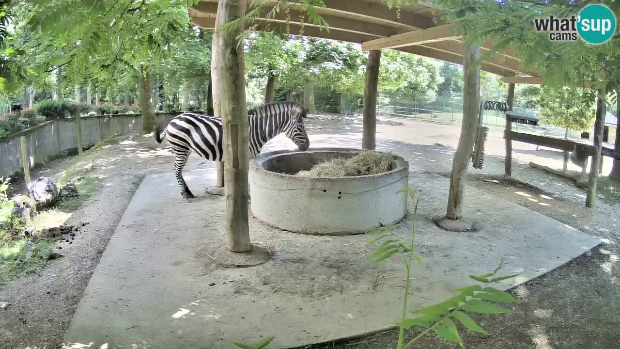 Live webcam Zebras in Ljubljana ZOO – Slovenia