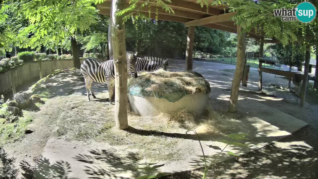 Live webcam Zebras in Ljubljana ZOO – Slovenia
