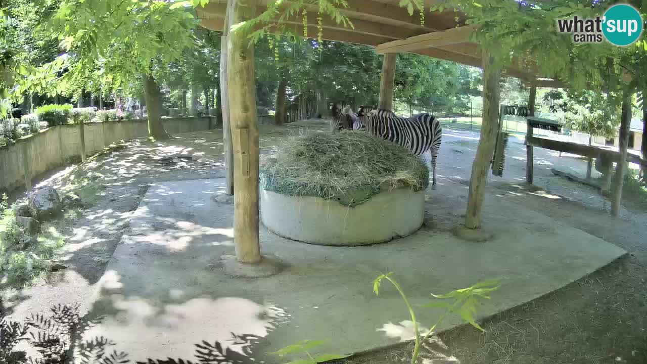 Live webcam Zebras in Ljubljana ZOO – Slovenia