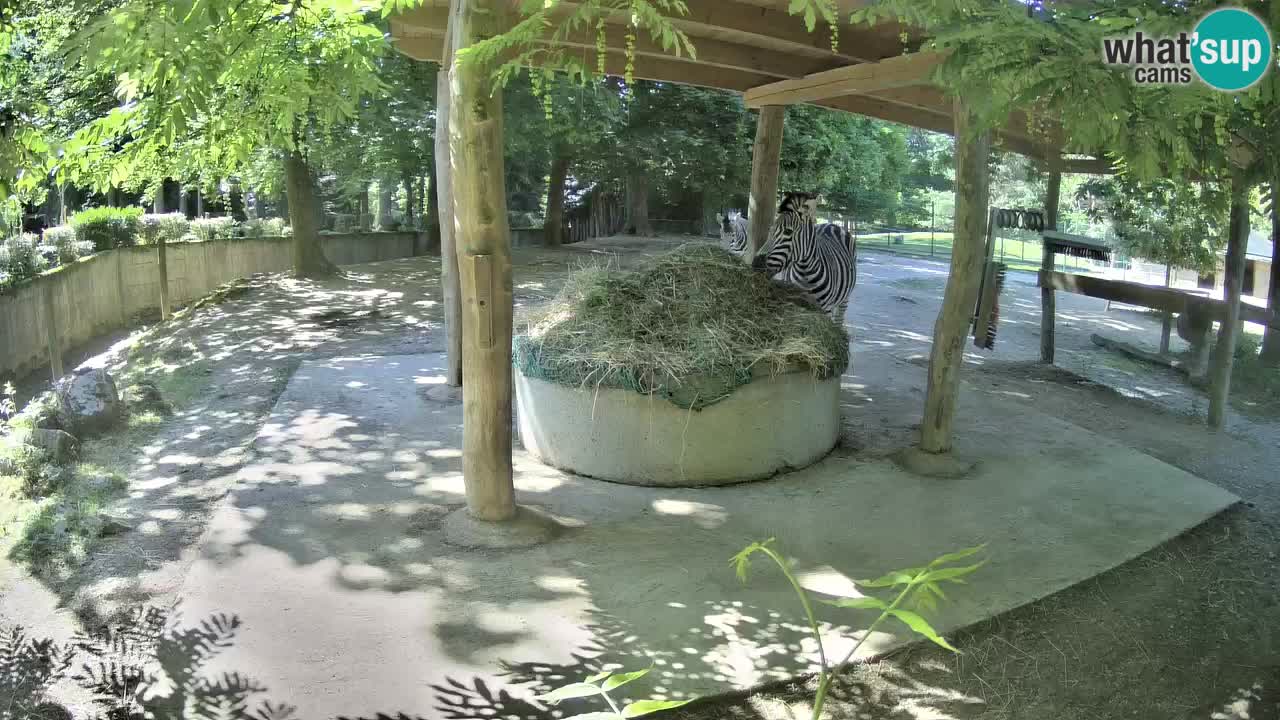 Live webcam Zebras in Ljubljana ZOO – Slovenia