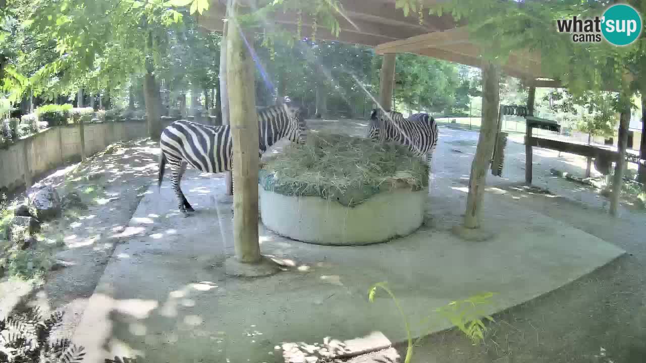 Zebre v živo v živalskem vrtu Ljubljana ZOO spletne kamere