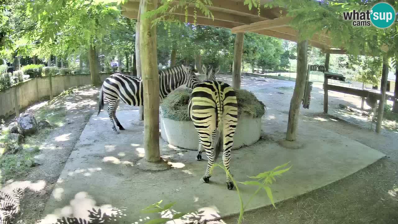 Live webcam Zebras in Ljubljana ZOO – Slovenia