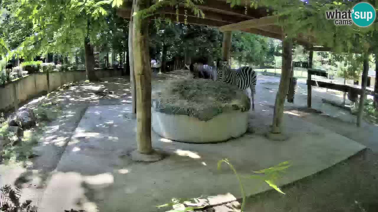 Live webcam Zebras in Ljubljana ZOO – Slovenia