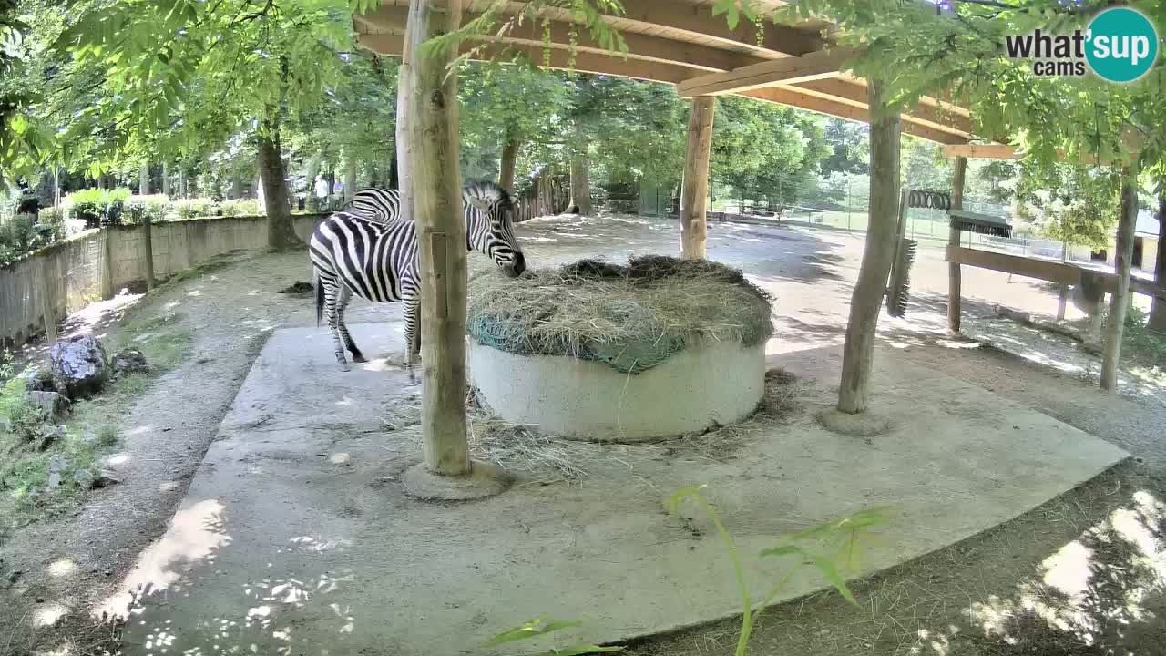 Live webcam Zebras in Ljubljana ZOO – Slovenia