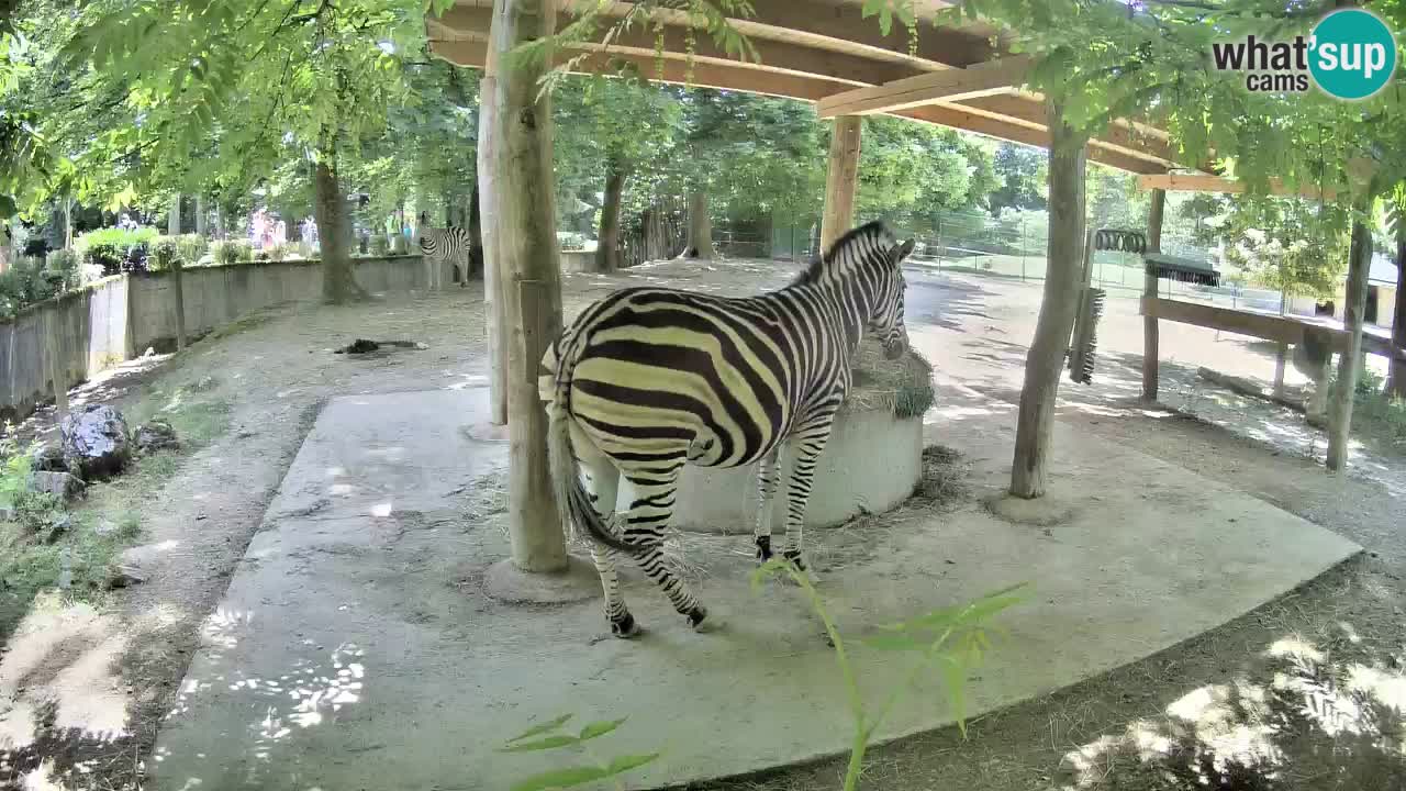 Web kamera uživo Zebras u ZOO Ljubljana – Slovenija