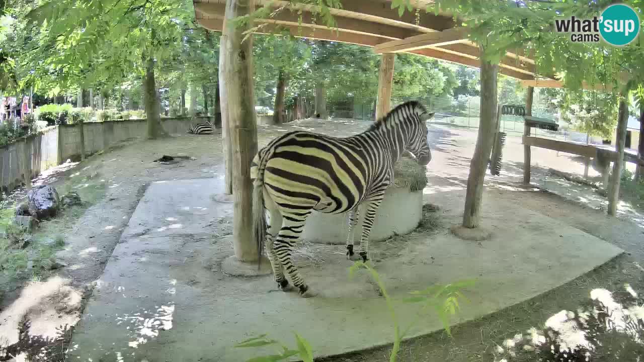 Zebre v živo v živalskem vrtu Ljubljana ZOO spletne kamere
