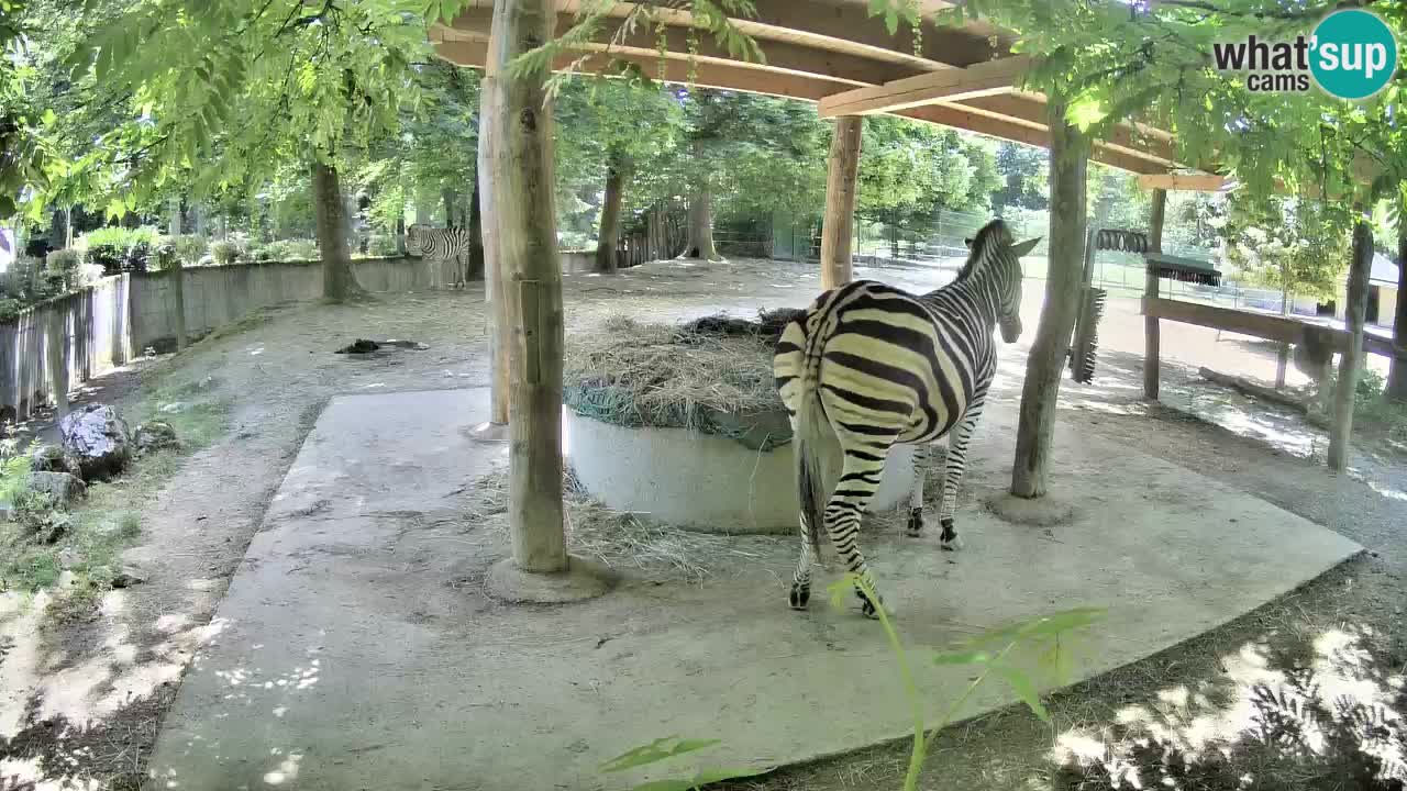 Zebre v živo v živalskem vrtu Ljubljana ZOO spletne kamere