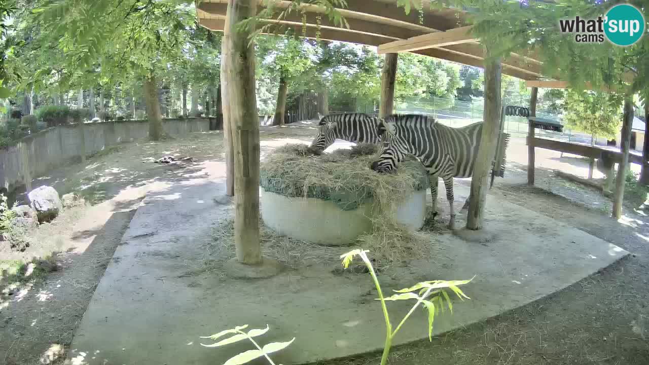 Web kamera uživo Zebras u ZOO Ljubljana – Slovenija