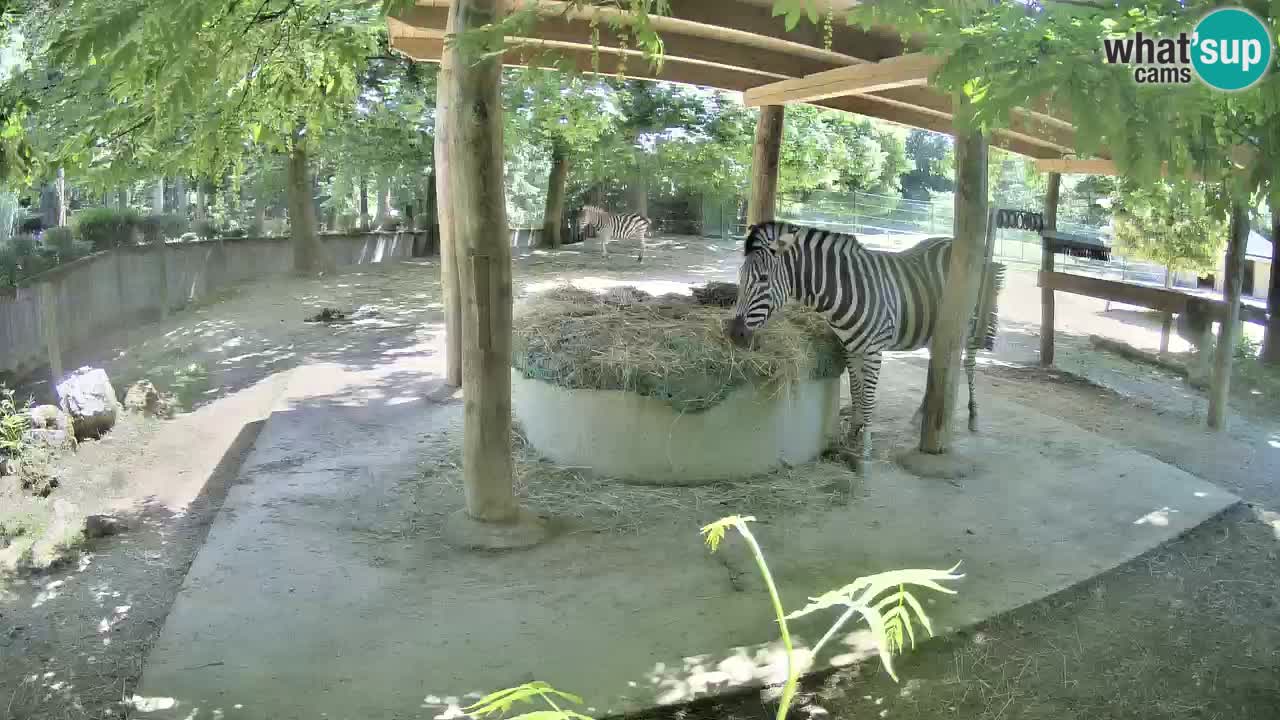 Zebre v živo v živalskem vrtu Ljubljana ZOO spletne kamere