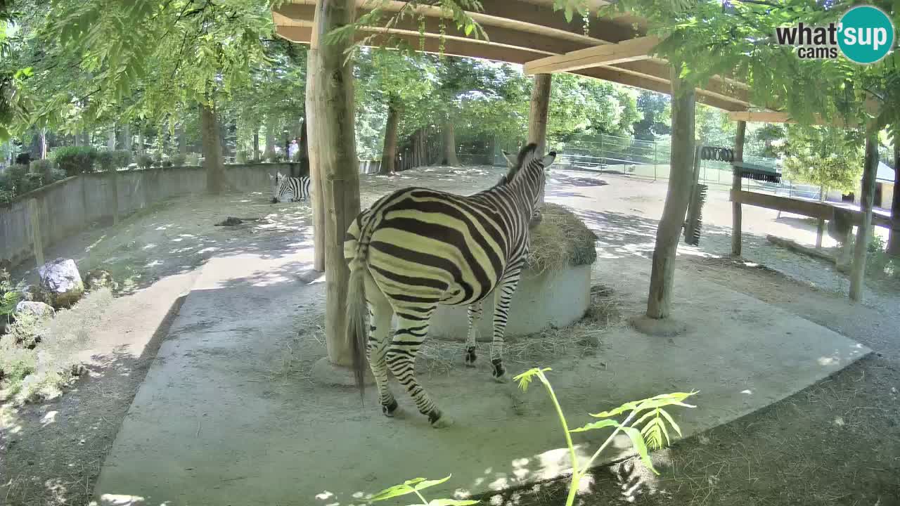 Zebre v živo v živalskem vrtu Ljubljana ZOO spletne kamere