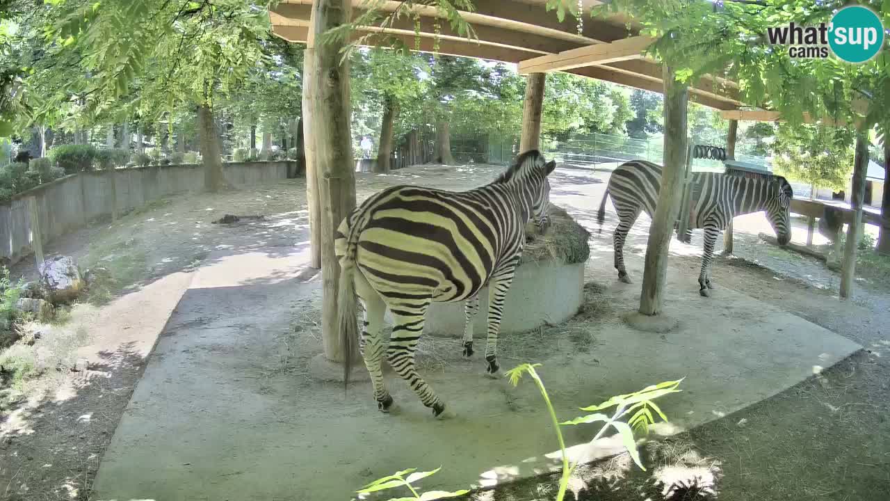 Zebre v živo v živalskem vrtu Ljubljana ZOO spletne kamere