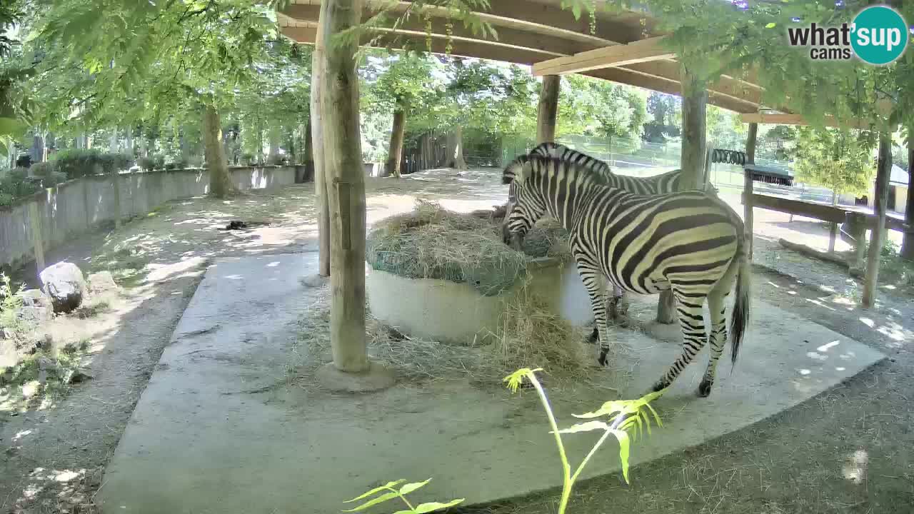 Zebre v živo v živalskem vrtu Ljubljana ZOO spletne kamere