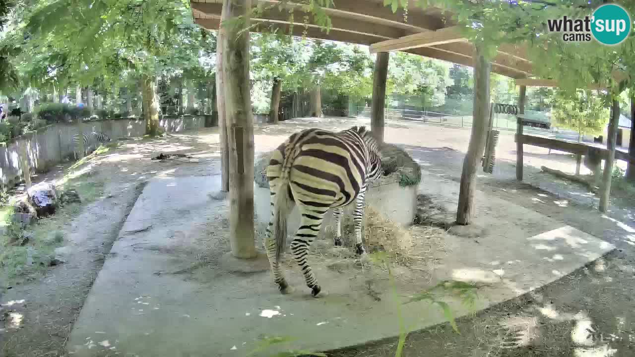 Zebre v živo v živalskem vrtu Ljubljana ZOO spletne kamere