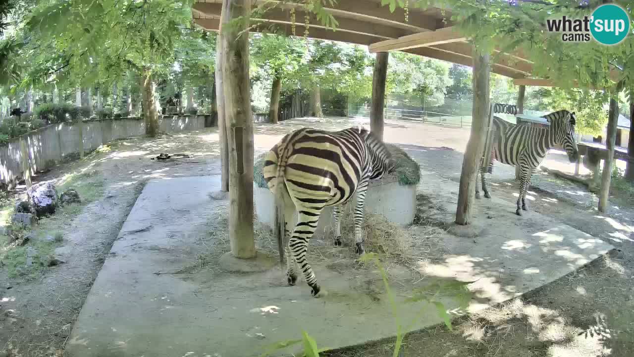 Zebre v živo v živalskem vrtu Ljubljana ZOO spletne kamere