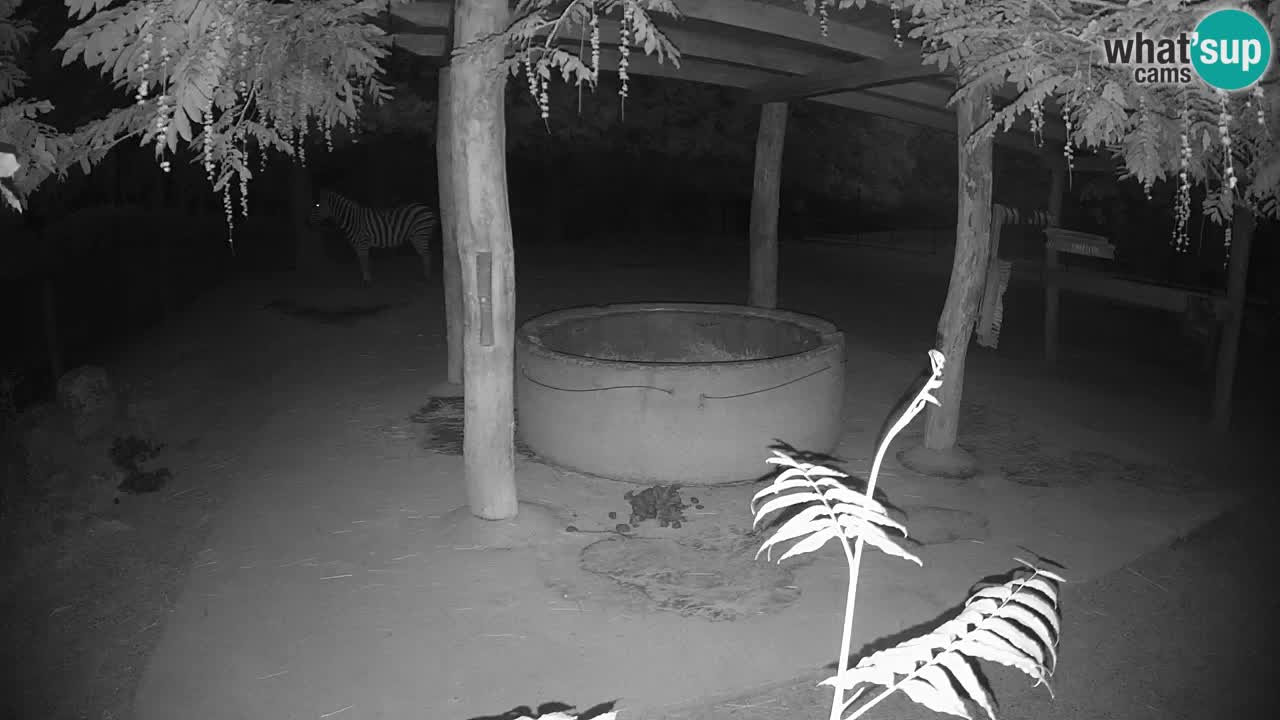 Le Zebre nello ZOO di Ljubljana – Slovenia Live webcam