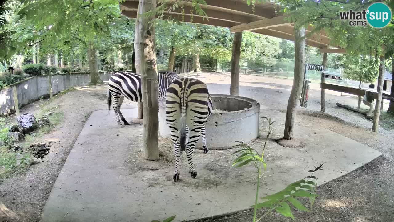 Live webcam Les zèbres in Ljubljana ZOO – Slovénie