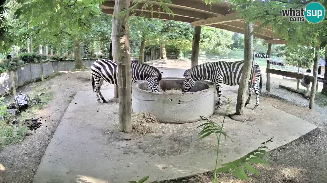 Live webcam Les zèbres in Ljubljana ZOO – Slovénie