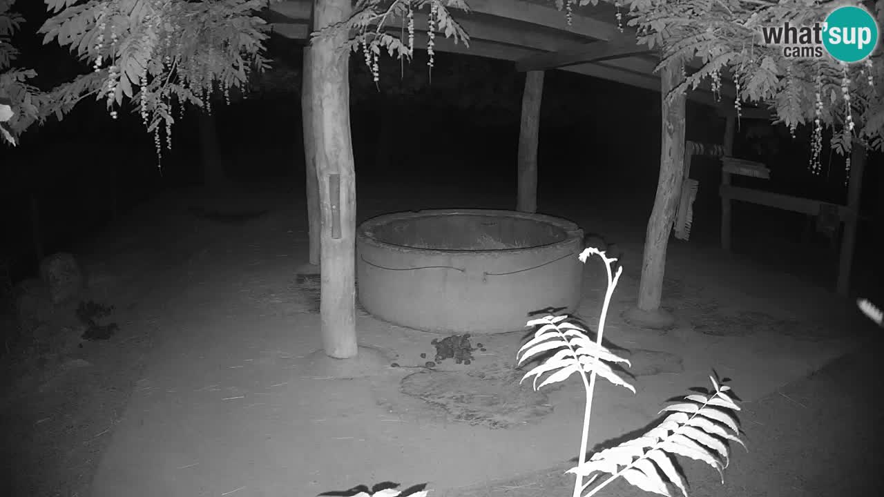 Live Webcam Zebras in Ljubljana ZOO – Slowenien