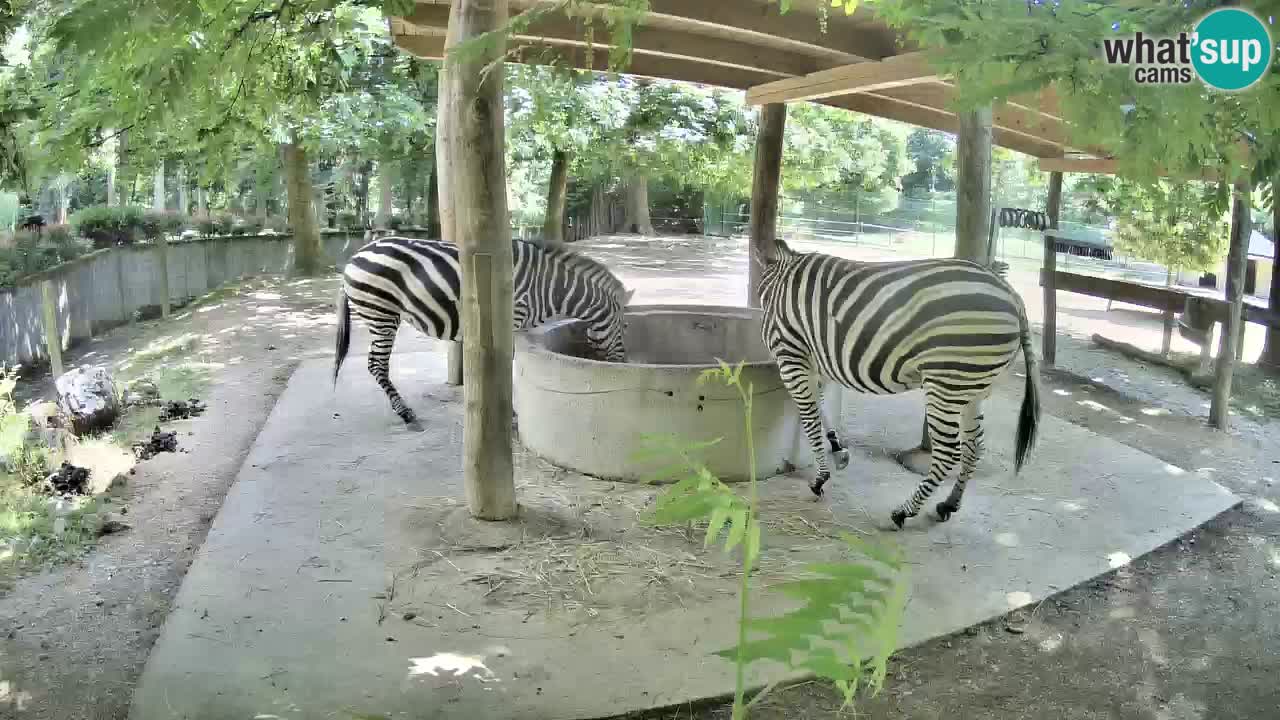 Web kamera uživo Zebras u ZOO Ljubljana – Slovenija