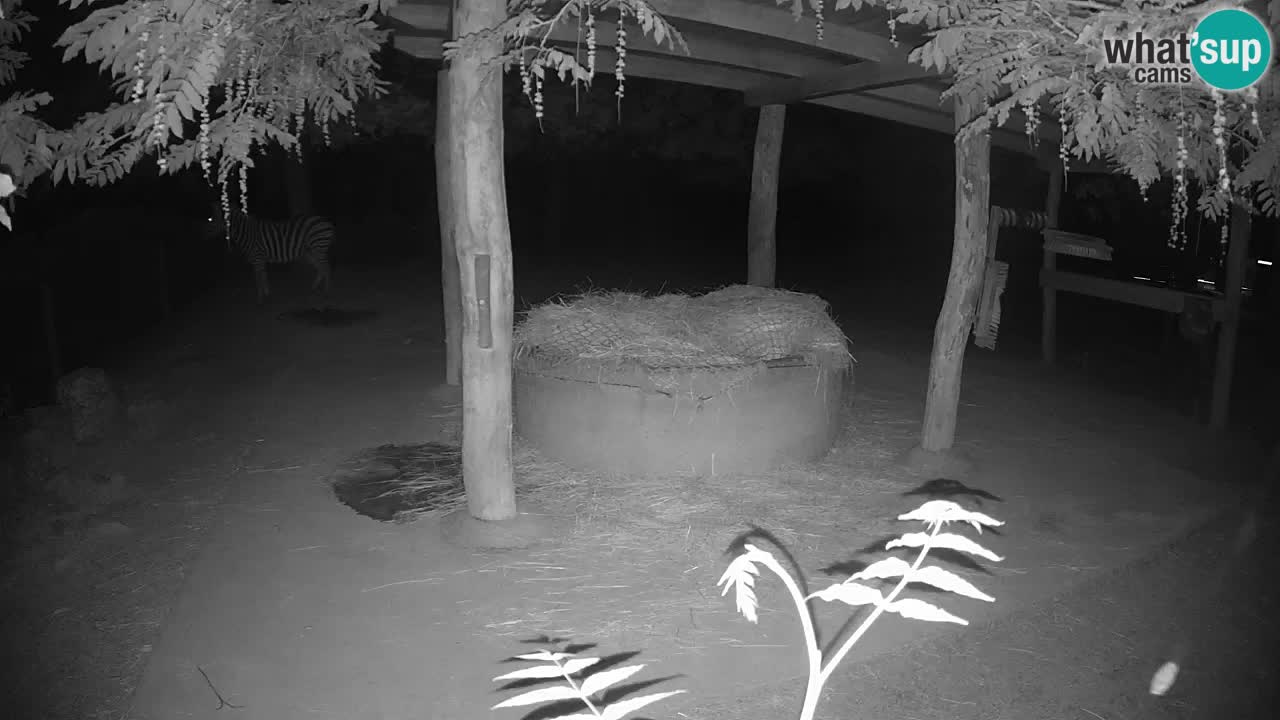 Live webcam Zebras in Ljubljana ZOO – Slovenia