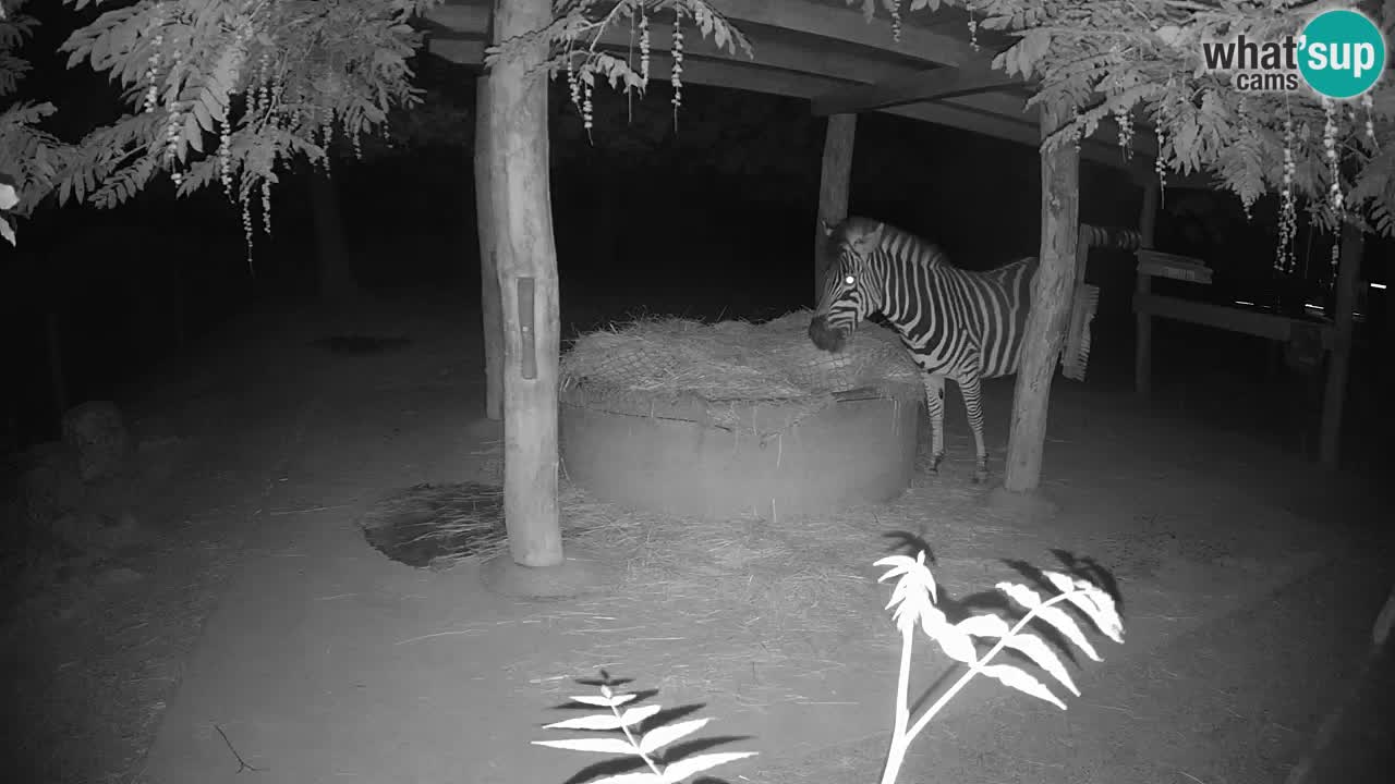 Zebre v živo v živalskem vrtu Ljubljana ZOO spletne kamere
