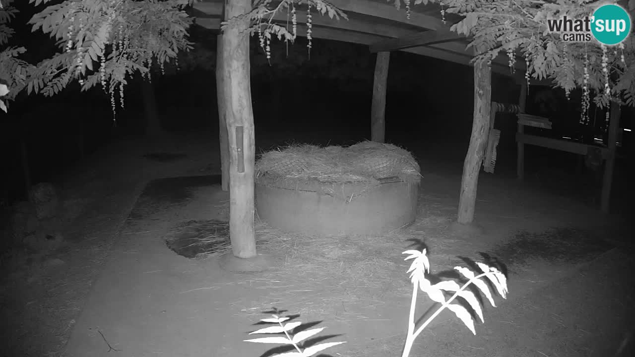 Live webcam Zebras in Ljubljana ZOO – Slovenia