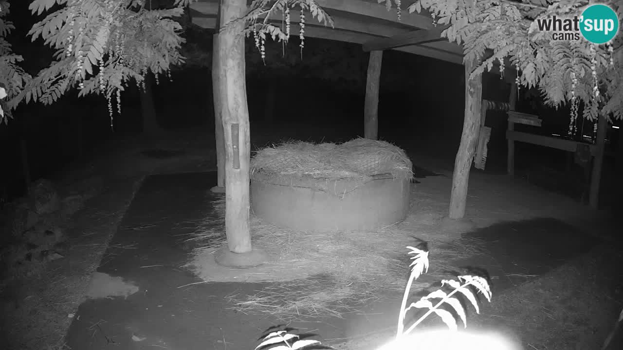 Zebre v živo v živalskem vrtu Ljubljana ZOO spletne kamere