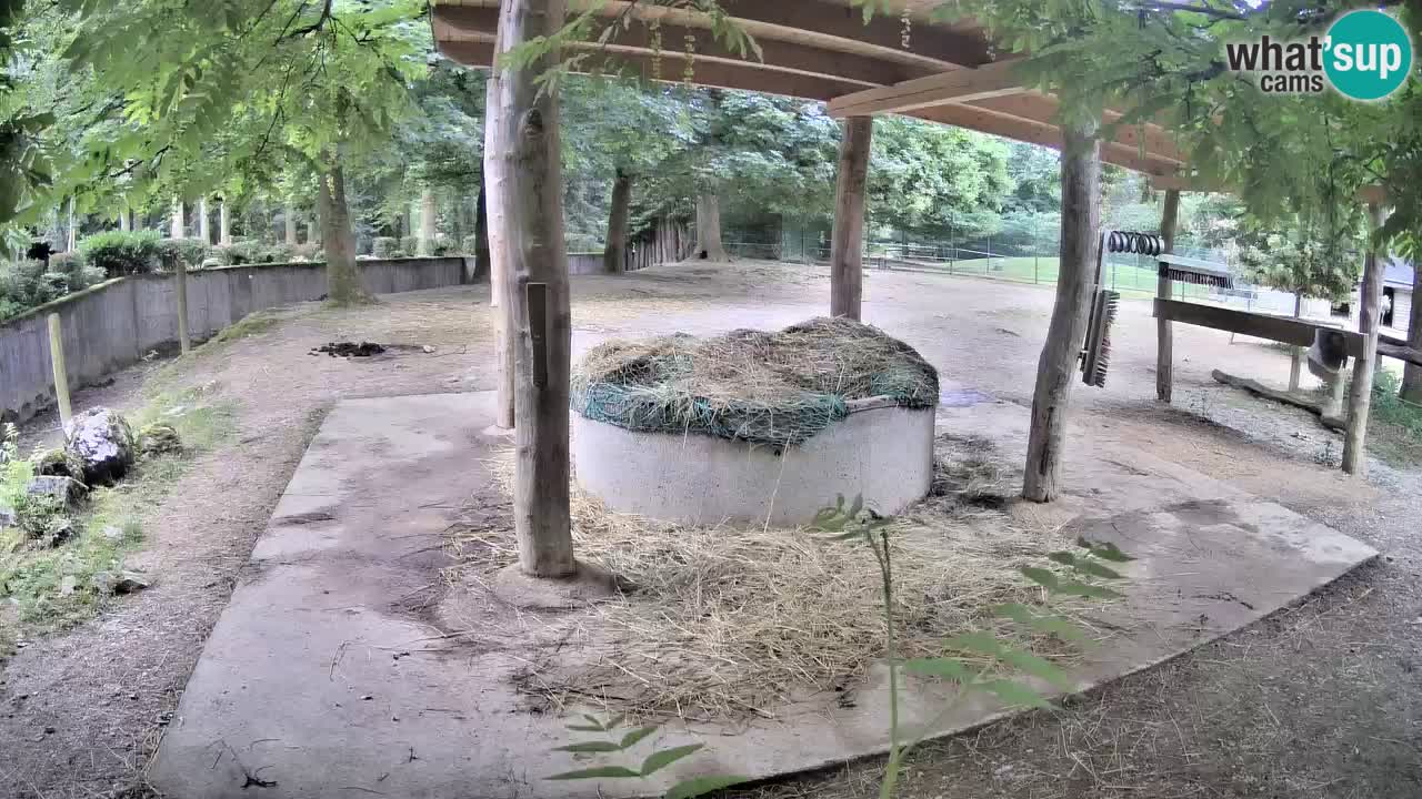 Live Webcam Zebras in Ljubljana ZOO – Slowenien