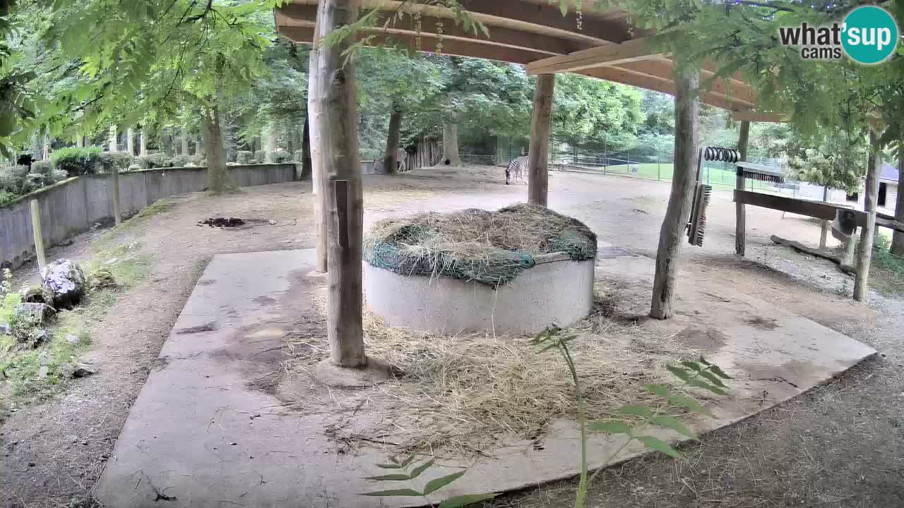 Live Webcam Zebras in Ljubljana ZOO – Slowenien