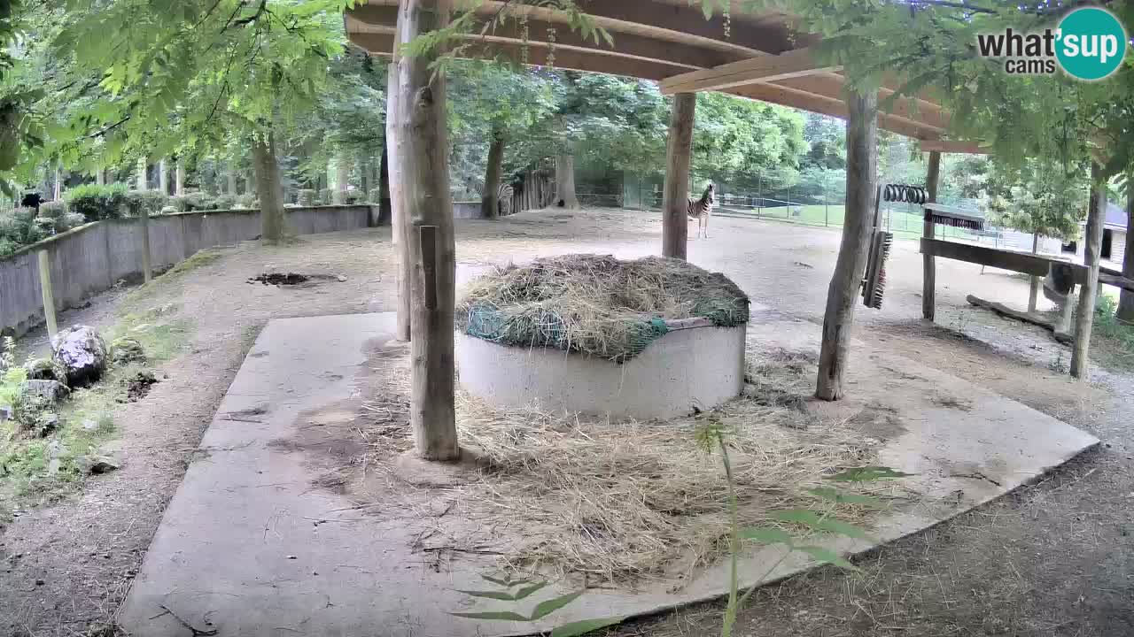 Live webcam Zebras in Ljubljana ZOO – Slovenia