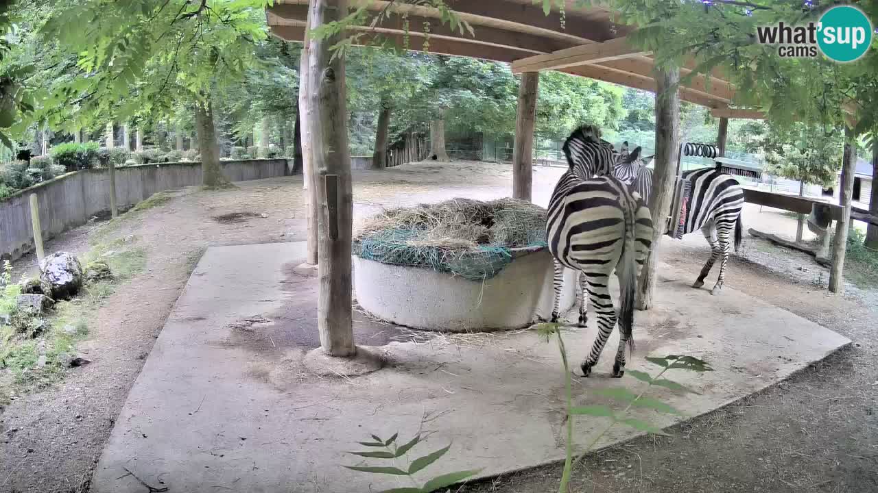Live webcam Zebras in Ljubljana ZOO – Slovenia