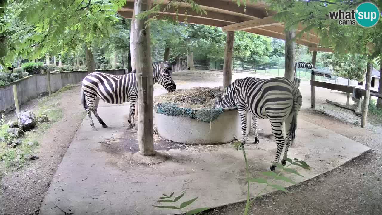 Live webcam Zebras in Ljubljana ZOO – Slovenia
