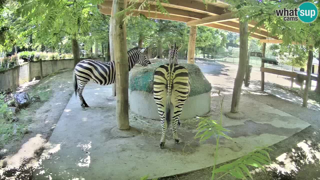 Le Zebre nello ZOO di Ljubljana – Slovenia Live webcam