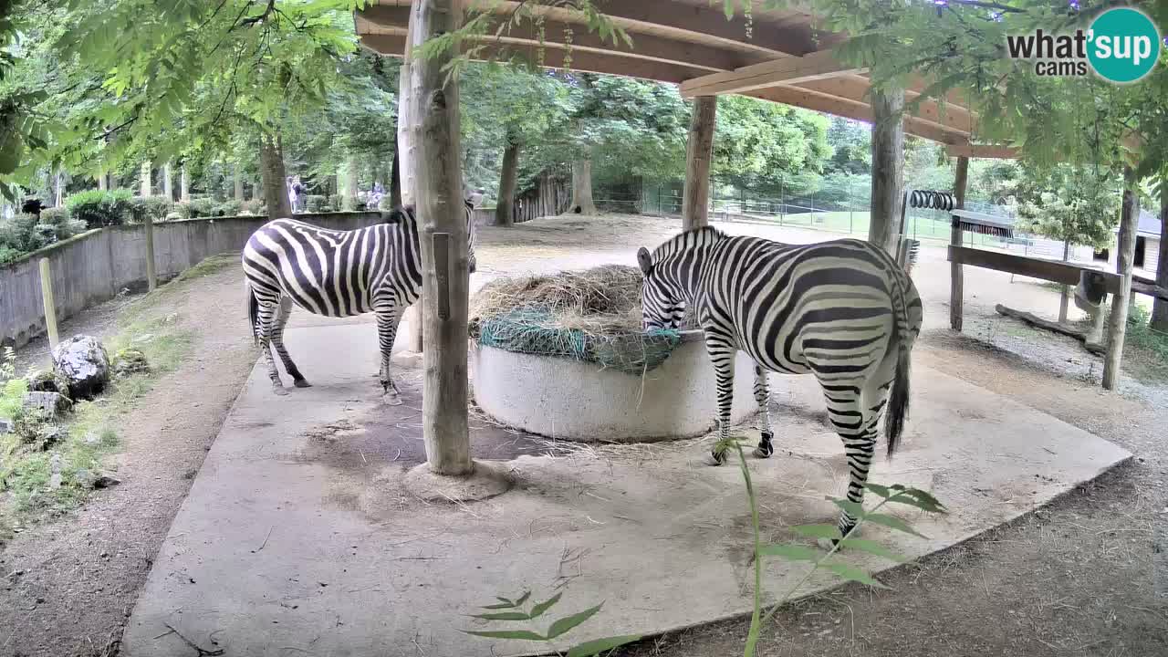 Live webcam Zebras in Ljubljana ZOO – Slovenia