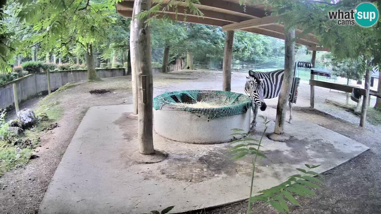 Live Webcam Zebras in Ljubljana ZOO – Slowenien