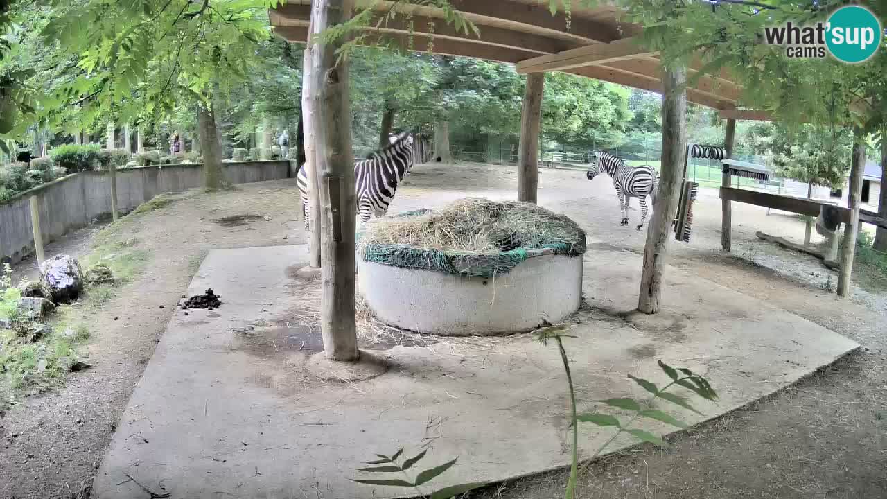 Live webcam Zebras in Ljubljana ZOO – Slovenia