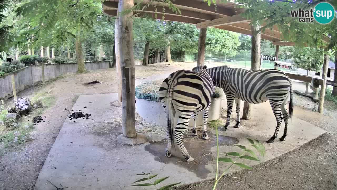 Live webcam Zebras in Ljubljana ZOO – Slovenia
