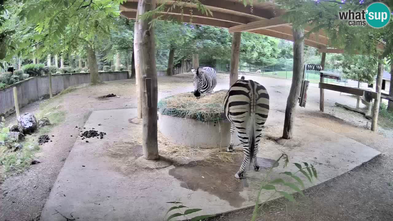Live webcam Zebras in Ljubljana ZOO – Slovenia