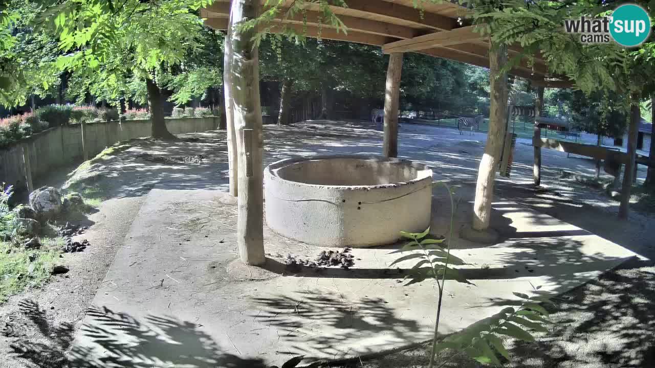 Web kamera uživo Zebras u ZOO Ljubljana – Slovenija