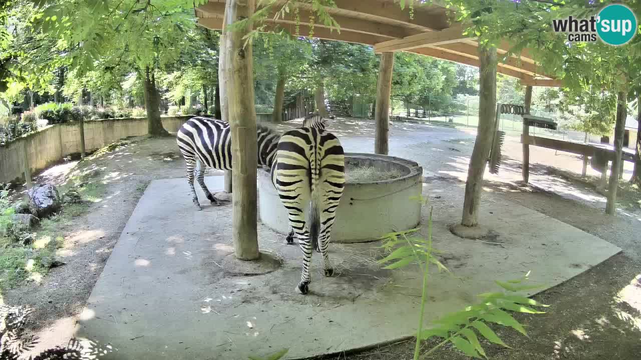 Web kamera uživo Zebras u ZOO Ljubljana – Slovenija