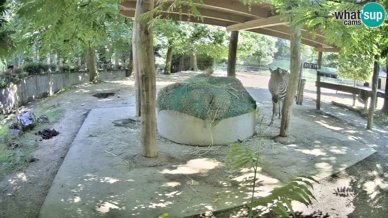Live webcam Zebras in Ljubljana ZOO – Slovenia