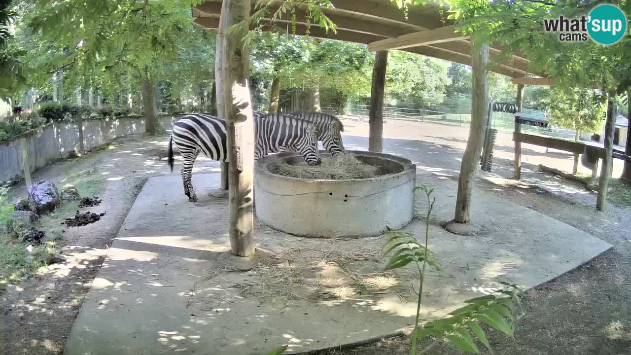 Web kamera uživo Zebras u ZOO Ljubljana – Slovenija