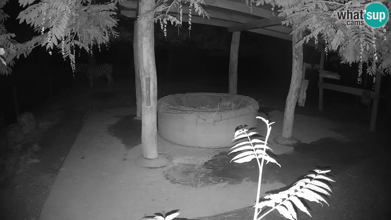 Live Webcam Zebras in Ljubljana ZOO – Slowenien