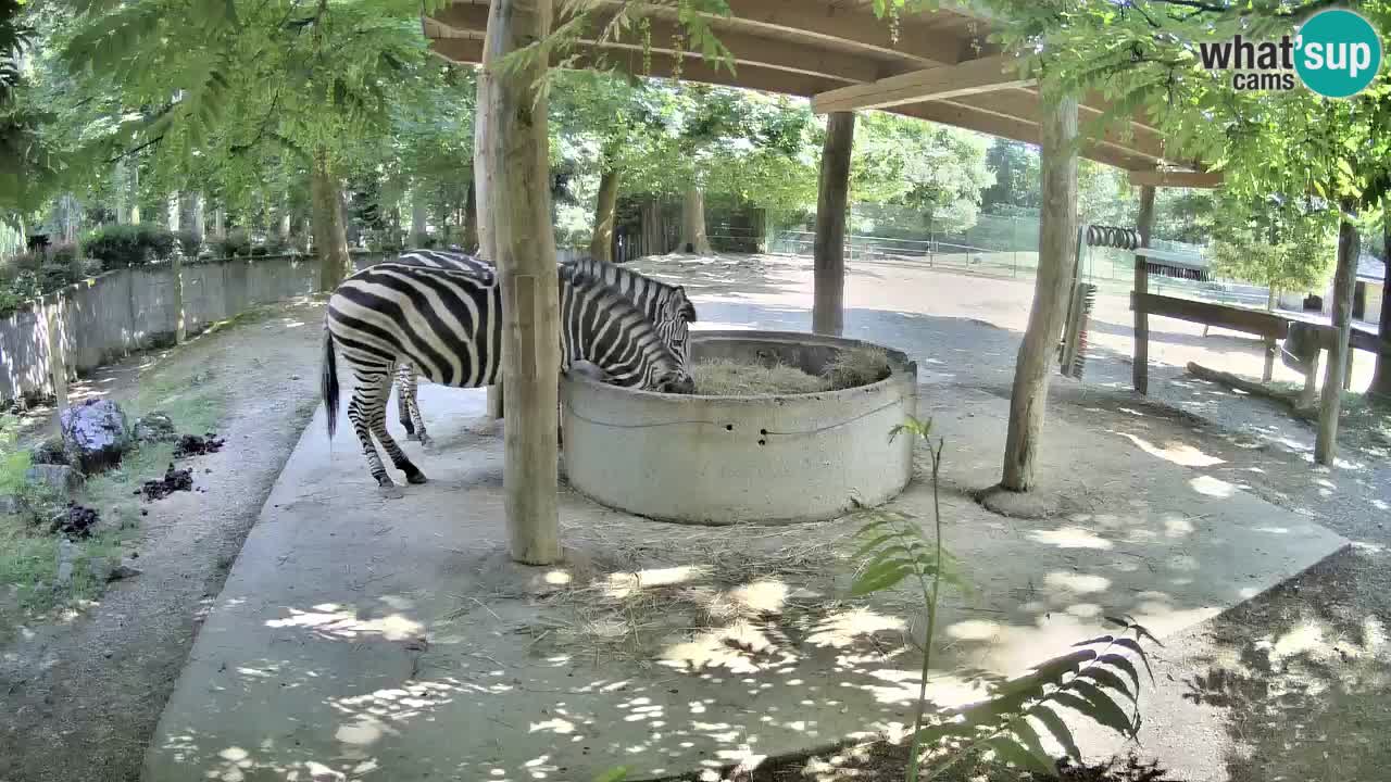 Camera en vivo Cebras in Ljubljana ZOO – Eslovenia