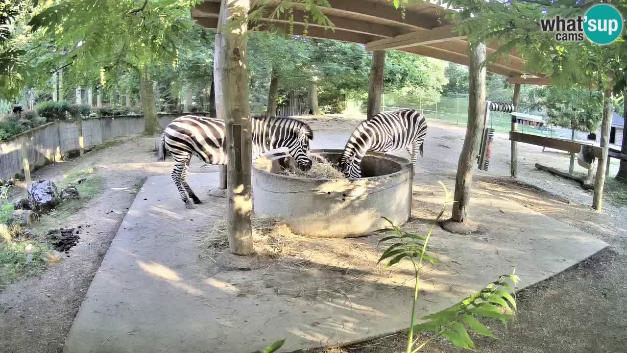 Camera en vivo Cebras in Ljubljana ZOO – Eslovenia