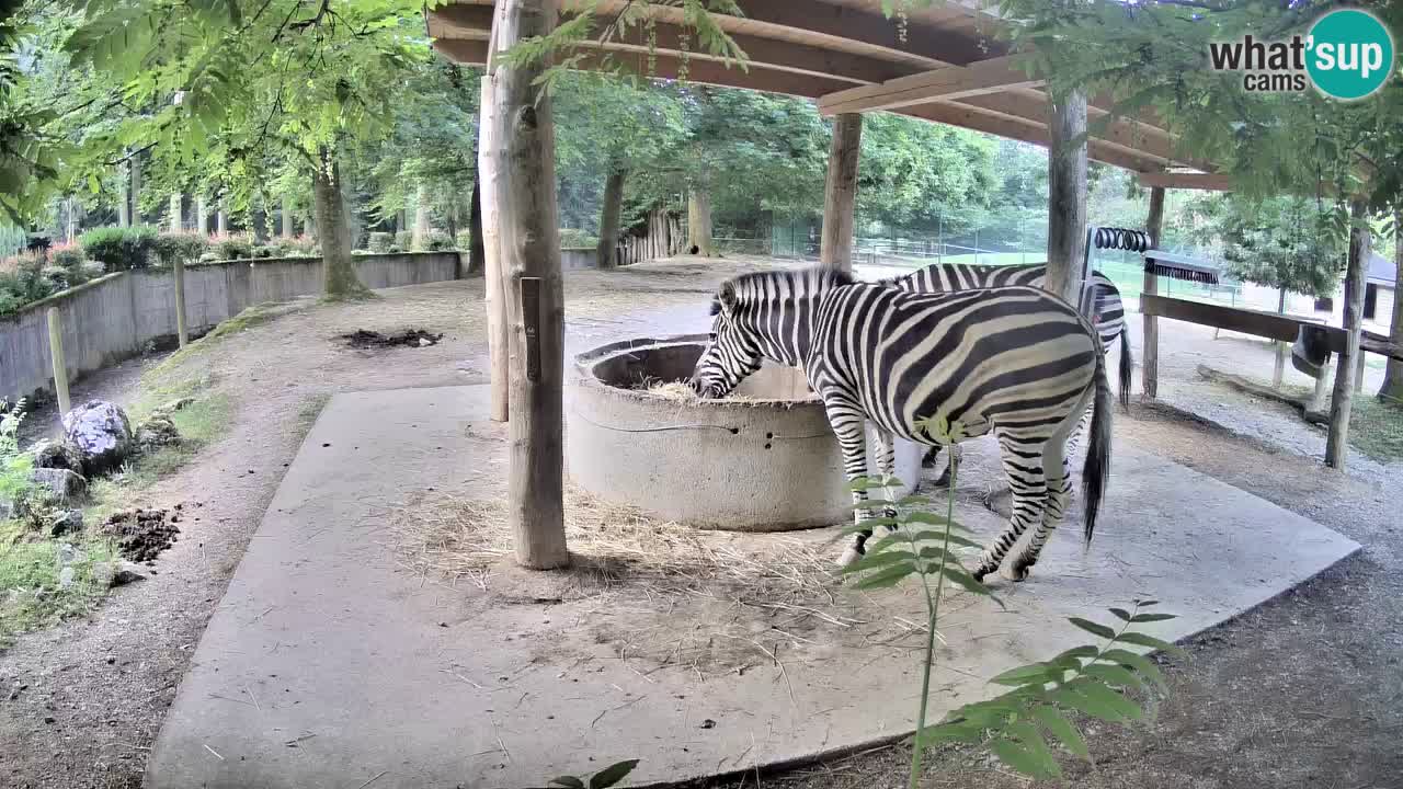 Live webcam Zebras in Ljubljana ZOO – Slovenia