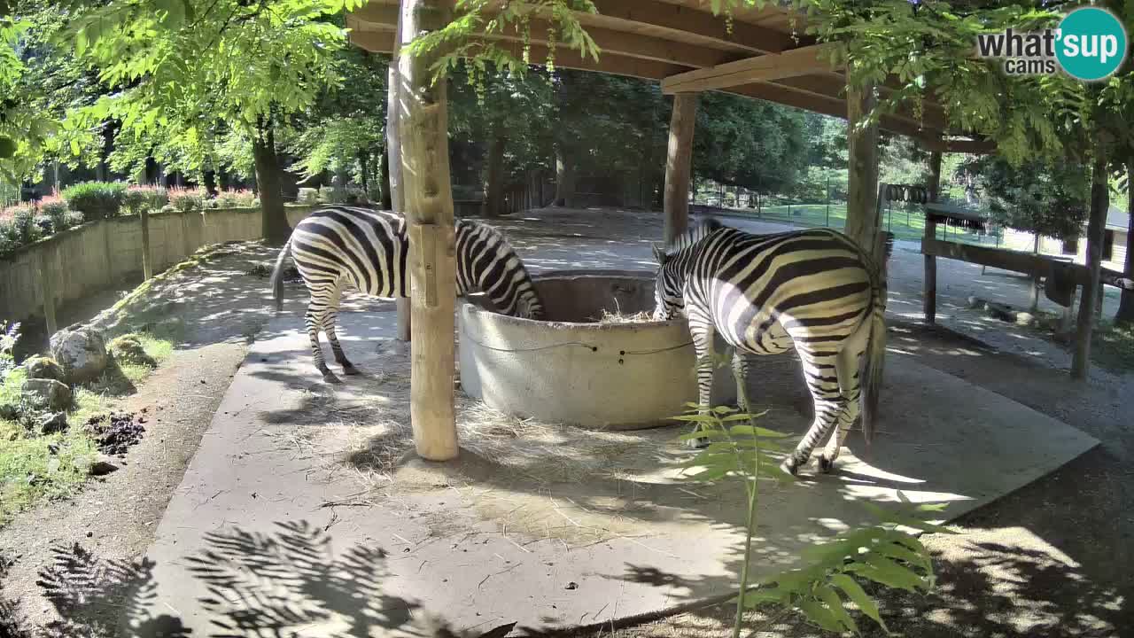Camera en vivo Cebras in Ljubljana ZOO – Eslovenia