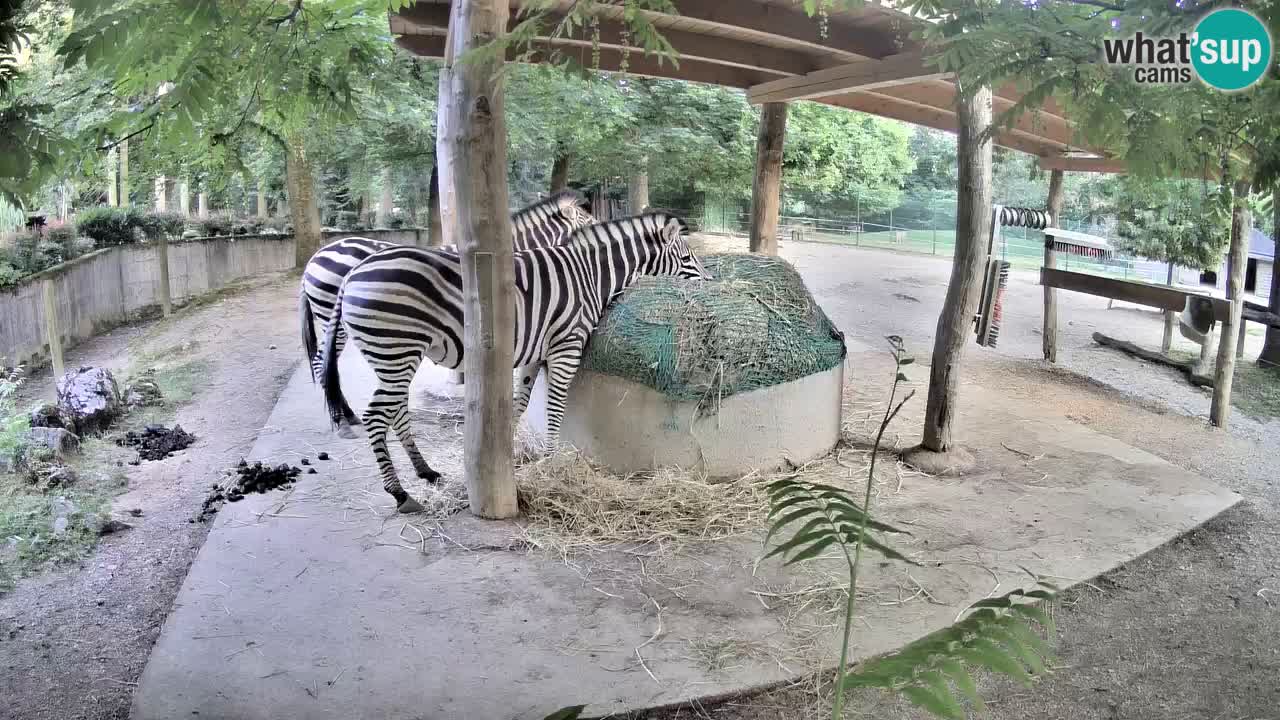 Live Webcam Zebras in Ljubljana ZOO – Slowenien